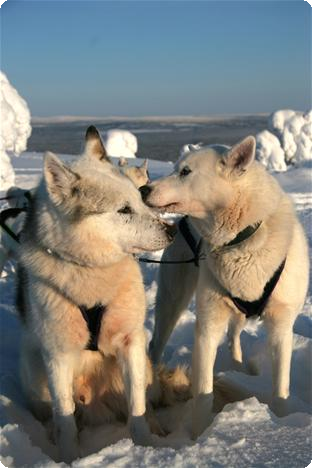 200314_Huskysafari_in_Lapland