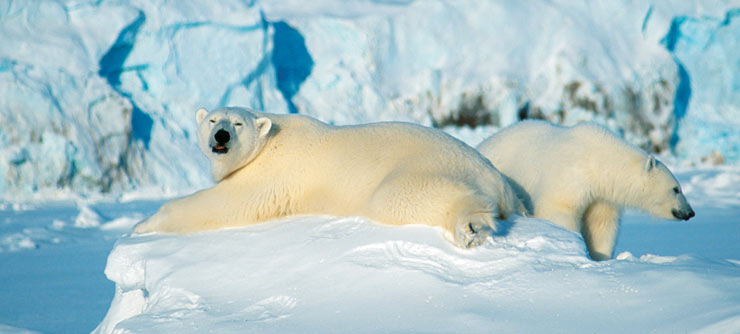 110414_Polar-bears-Svalbard-Norway