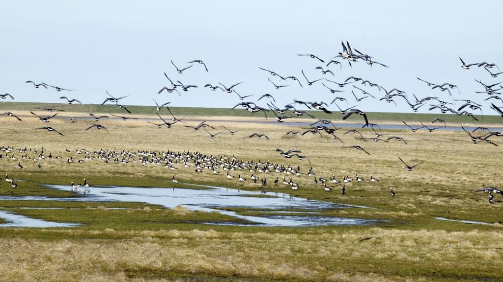 230914_Wadden_sea-migratory-birds