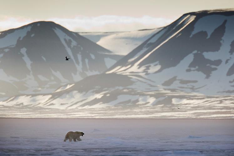 031214-polar-bear-in-svalbard