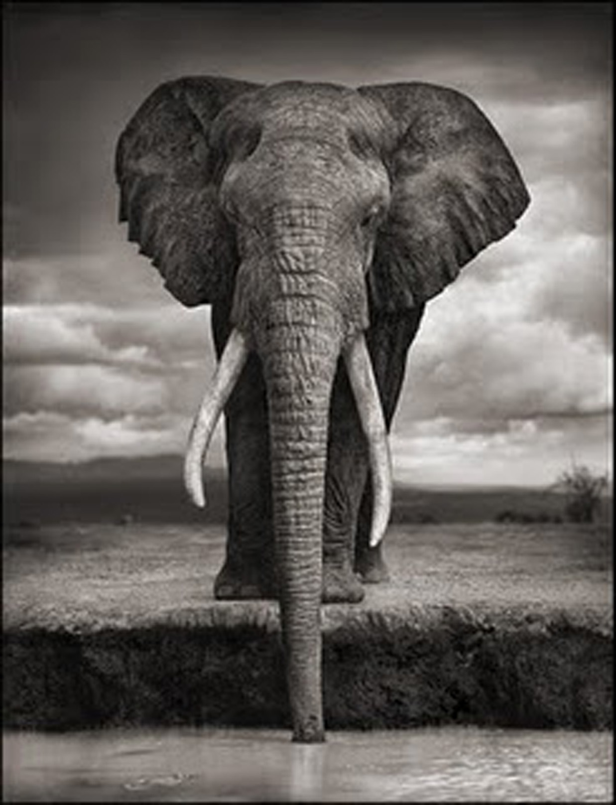 Drinking elephant by Nock Brandt