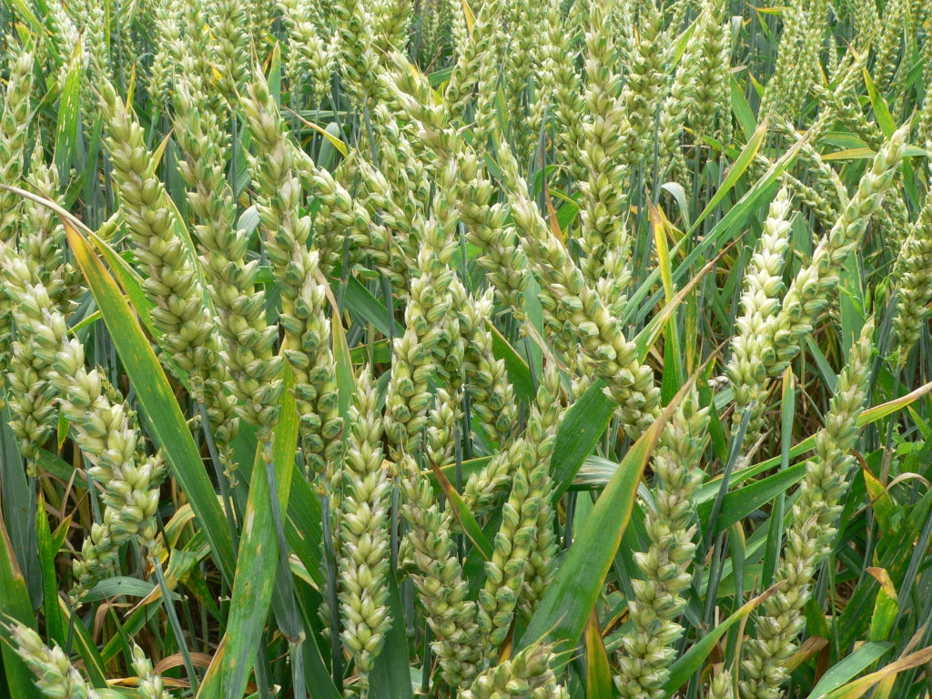 Scandinavian wheat