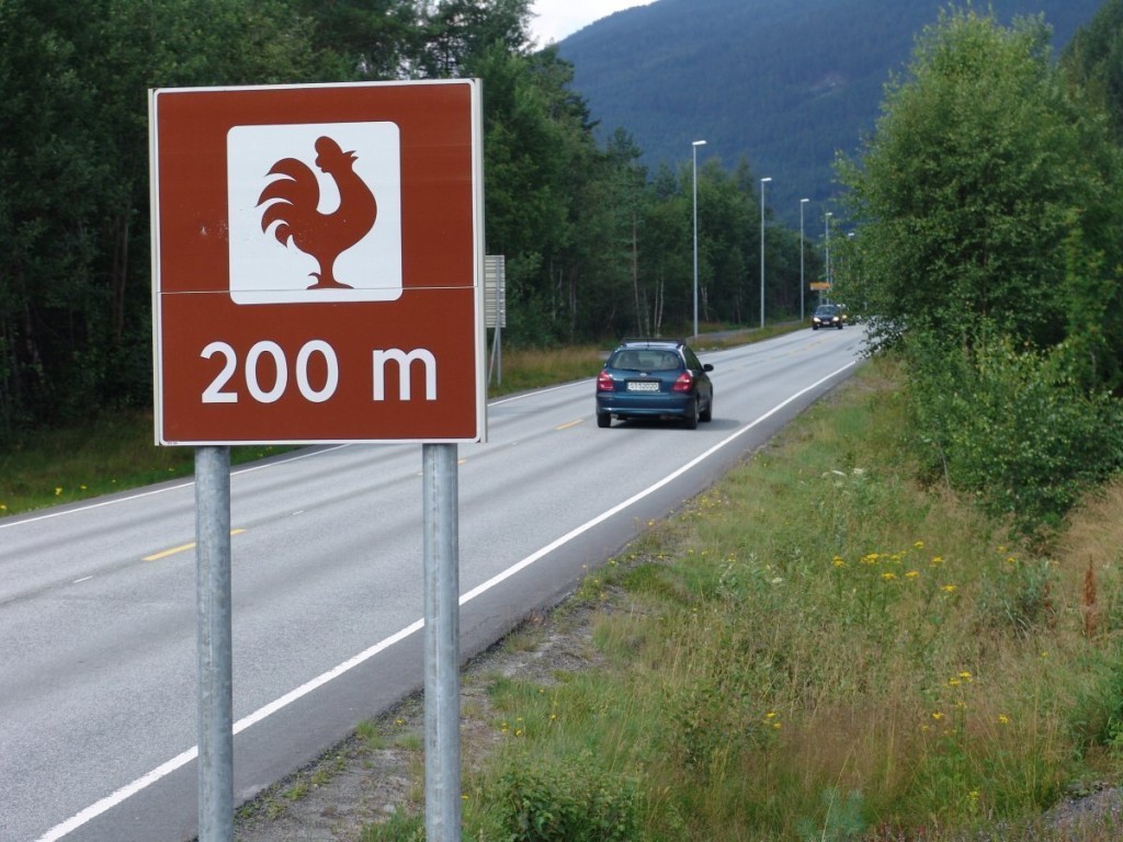 150715-Rooster-sign-300m
