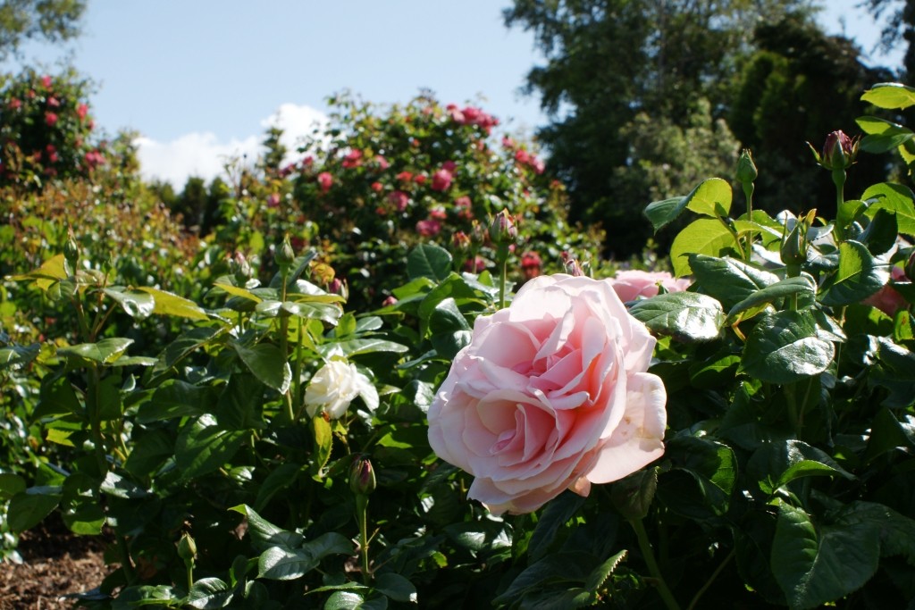 SONY DSC