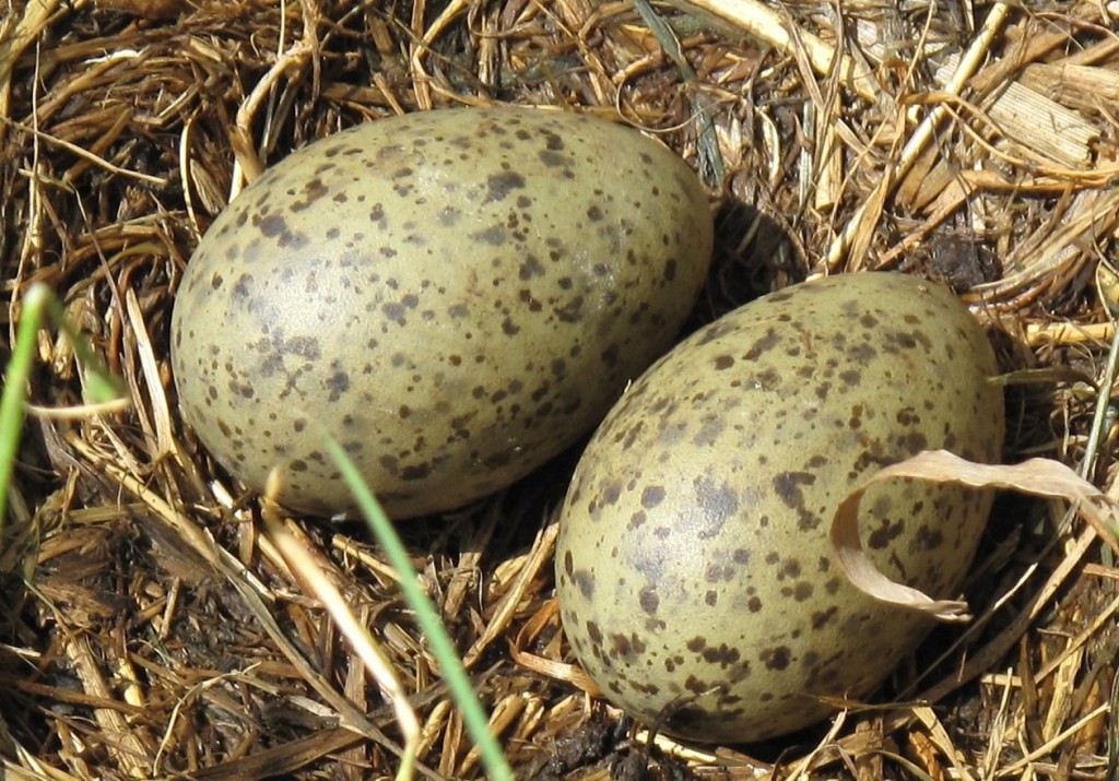 010915-Seagull-eggs-daily-scandinavian