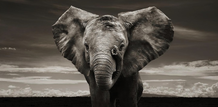 Photo by Joachim Schmeisser, Hasselblad finalist
