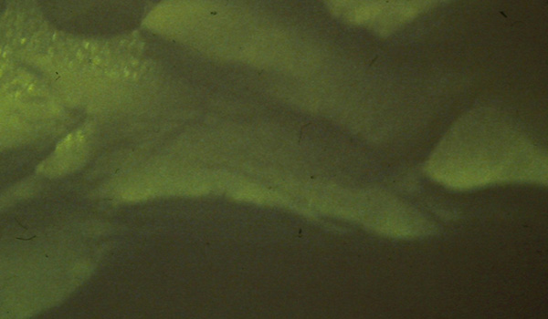 Photo (the Cave) The original photo of the cave from 1979, taken by Bo Lenander.