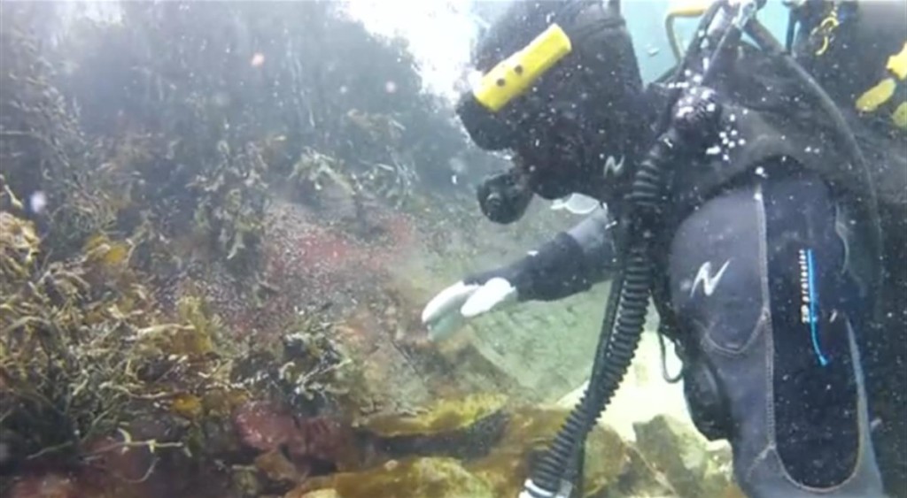 Diving for crow's balls