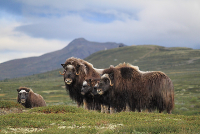 From Dovre national park