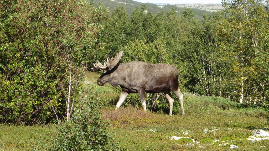 From Dovre national park