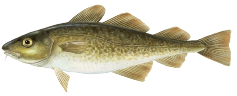 Cod