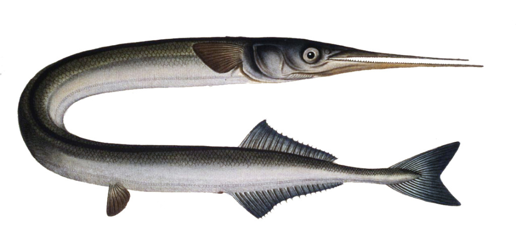 Garfish