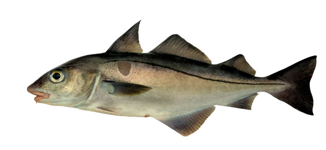 haddock (melanogrammus-aeglefinus)
