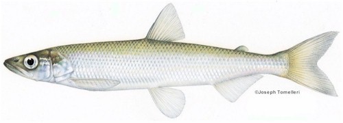 Rainbow smelt