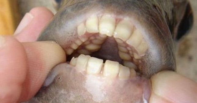Strange looking fish in Scandinavia