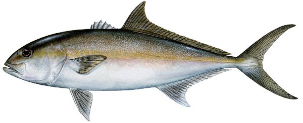 Whiting