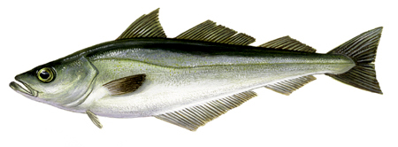 White pollock - pollack (Pollachios pollachius)