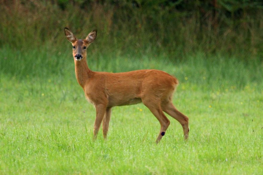 Roe deer