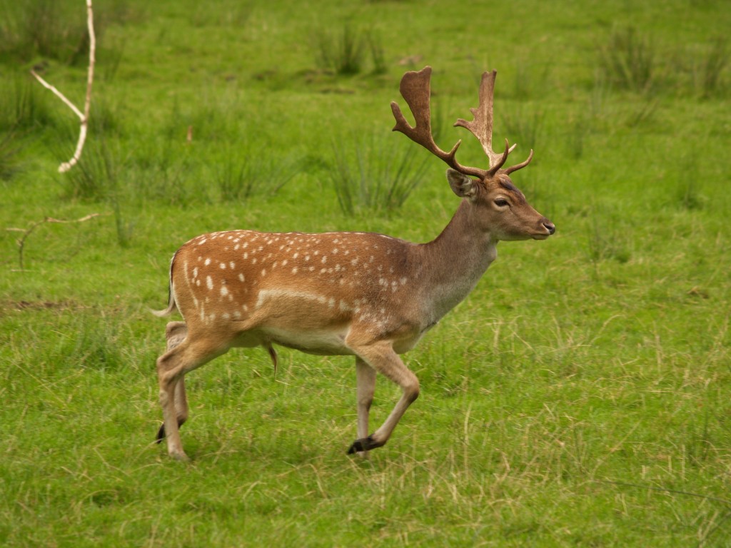 Fallow deer in the field