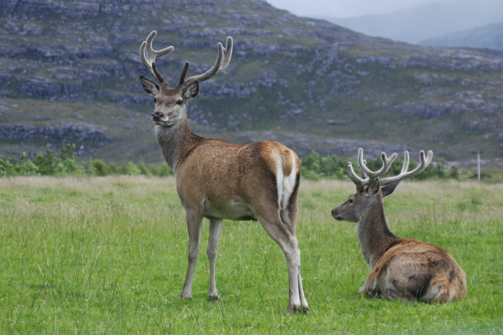 Red deer stags
