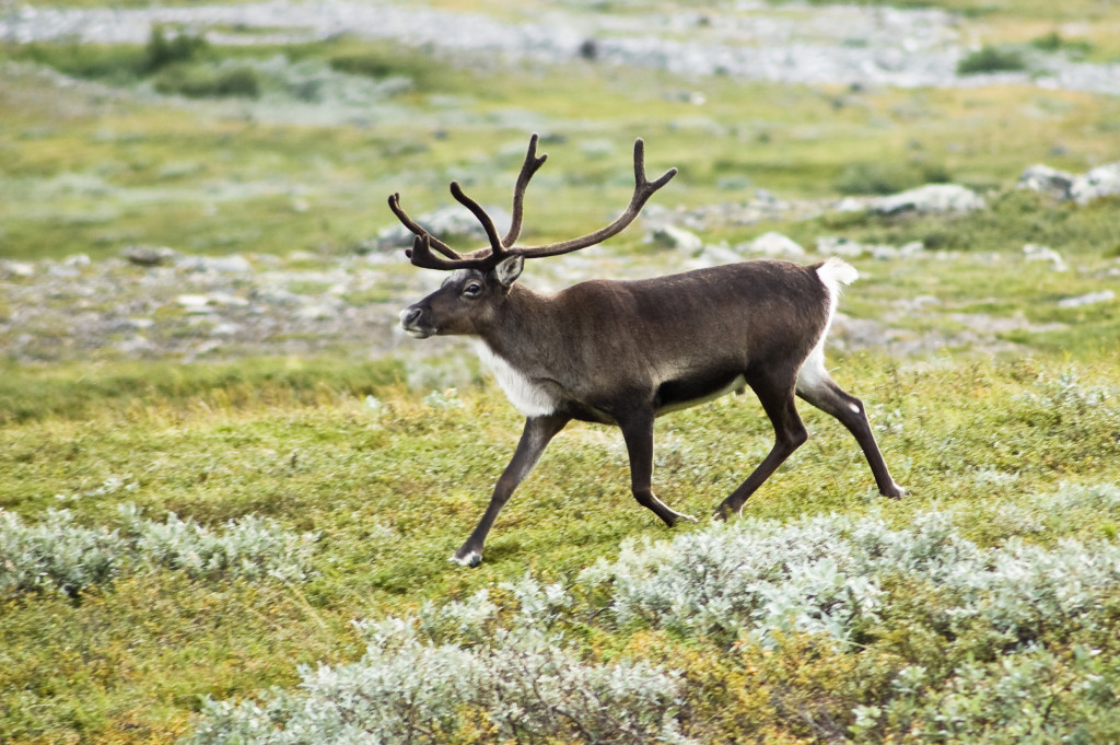 Strolling reindeer