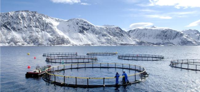 Norwegian seafood farm