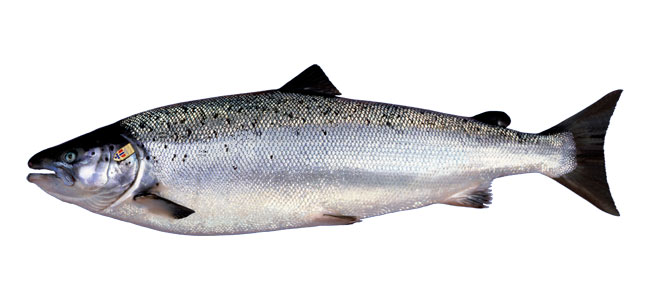 131016-norwegian-salmon