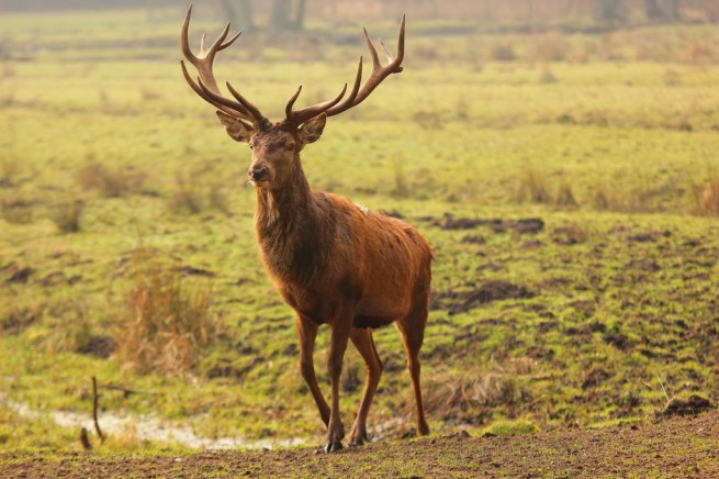 Scandinavian Deer