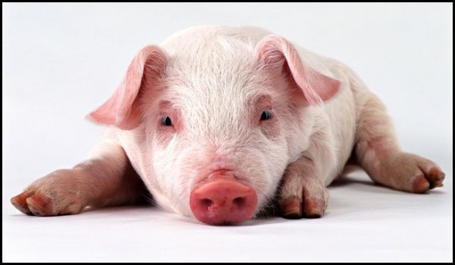 Danish Bacon