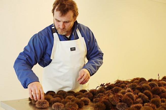 Norwegian Crow’s Balls