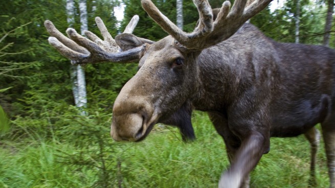 Scandinavian Poultry, Meat, Game & Offal