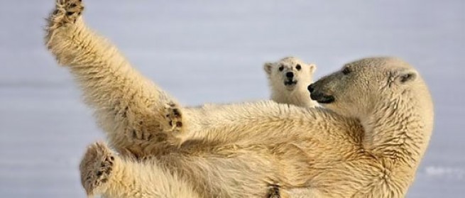 Spotting Polar Bears in the Arctic