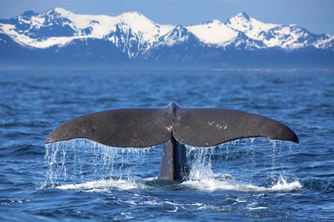 Scandinavian Adventure Activities