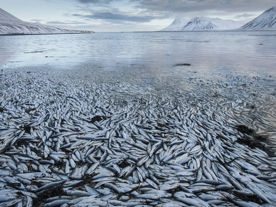 Herring apocalyps