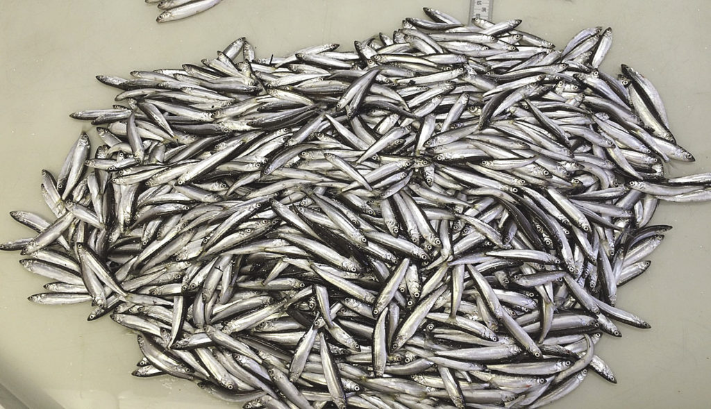 The Scandinavian Herring Adventure