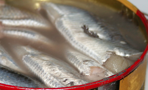 The Scandinavian Herring Adventure
