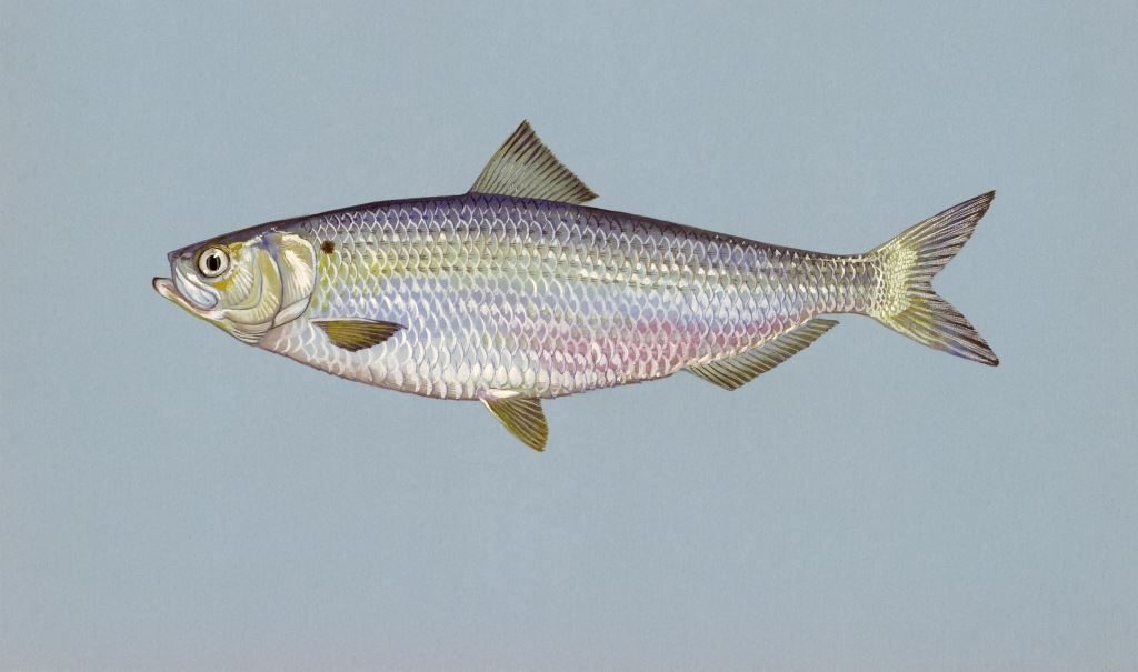The Scandinavian Herring Adventure
