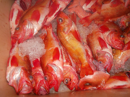 Norway haddock