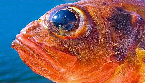 Norway haddock