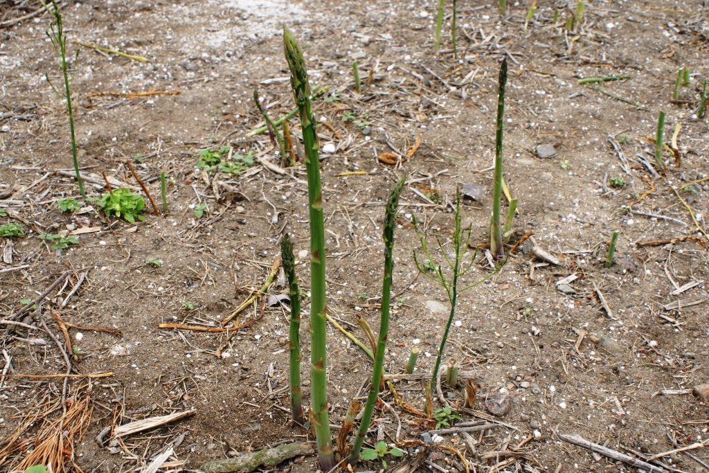 The Norwegian Asparagus Island