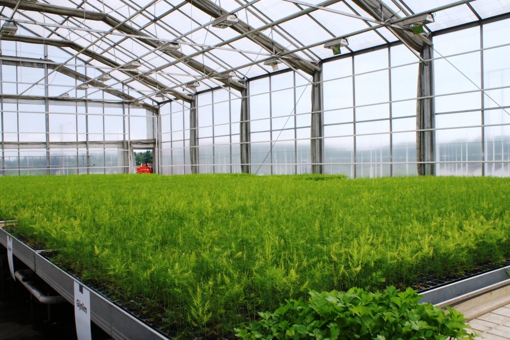 The Norwegian Asparagus Island