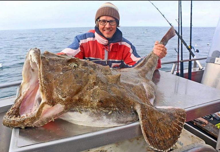 Scandinavian Monkfish