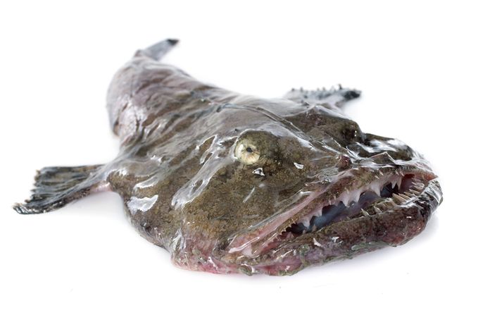 Scandinavian Monkfish