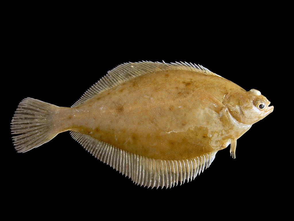 Scandinavian flatfish