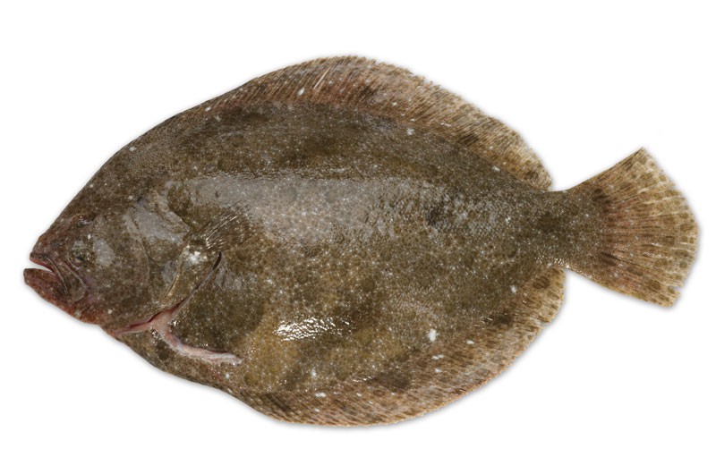 Scandinavian flatfish