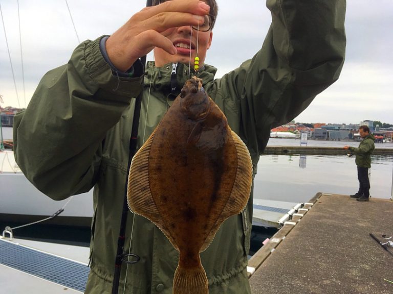 Scandinavian Flatfish