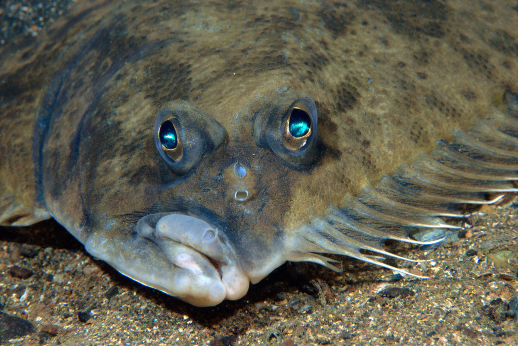 Scandinavian flatfish