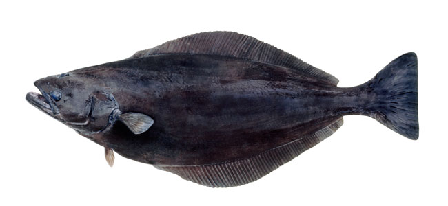 Scandinavian flatfish