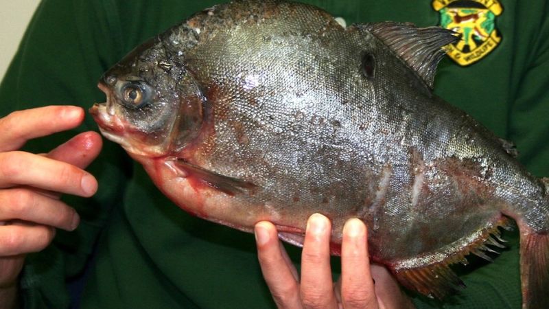 Scandinavian flatfish