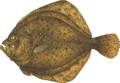 Scandinavian flatfish
